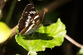 Papillon_Petit Sylvain-02
